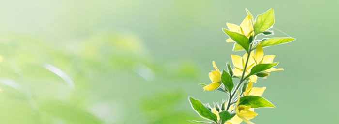 Energis 8 - Responsabilidade Social